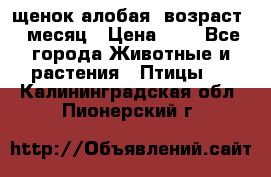 щенок алобая .возраст 1 месяц › Цена ­ 7 - Все города Животные и растения » Птицы   . Калининградская обл.,Пионерский г.